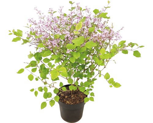 Lilas nain FloraSelf Syringa-Cultivars 'Bloomerang Dark Purple' H 40-50 cm Co 3 L