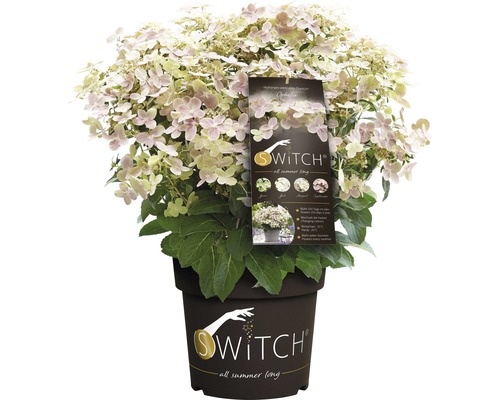 Rispenhortensie FloraSelf Hydranga paniculata 'Switch Ophelia' H 30-50 cm Co 3 L, lange Blütezeit, Farbwechsel der Blüten Rispenhortensie ''Switch Ophelia'' im Topf