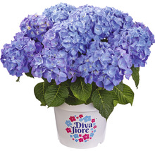 Blaue Hortensie im Topf mit Diva Fiore Logo