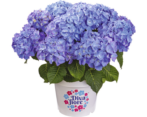 Hortensia Hydrangea macrophylla 'Diva fiore' ® bleu h 30-40 cm Co 5 l