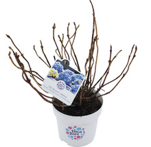 Hortensia en pot avec étiquette du produit