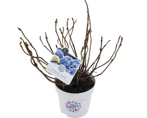 Hortensia en pot avec étiquette du produit