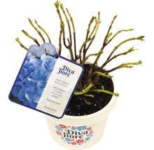 Hortensia en pot avec étiquette de plante