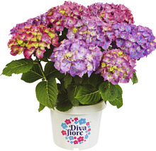 Hortensie im Topf mit Diva Fiore Logo
