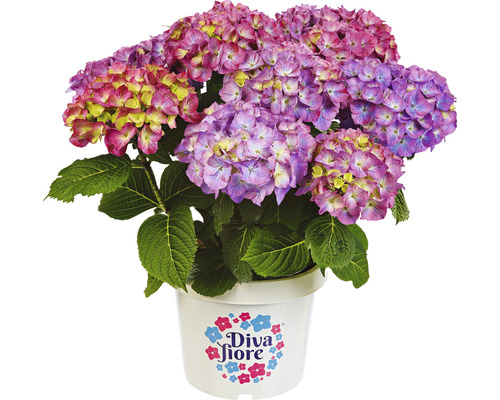 Hortensia Hydrangea macrophylla 'Diva fiore' ® violet h 30-40 cm Co 5 l