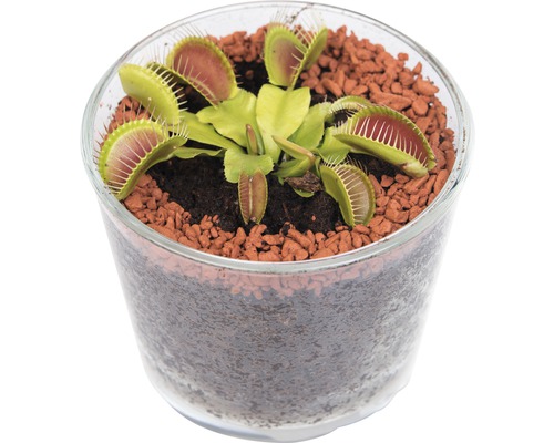 Plantes carnivores FloraSelf Dionaea muscipula & Drosera capensis H 10-20 cm Ø 12 cm pot