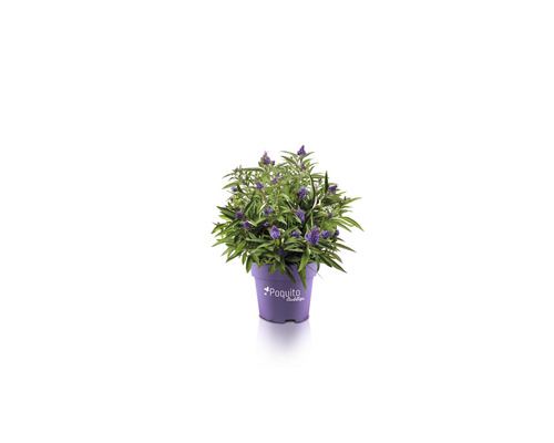 Sommerflieder FloraSelf Buddleja davidii POQUITO® Holly H ca. 40 cm Co 4,5 L