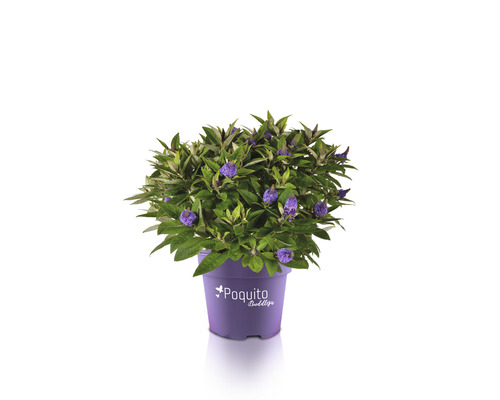 Sommerflieder FloraSelf Buddleja davidii POQUITO ® H ca. 40 cm Co 4,5 L violett