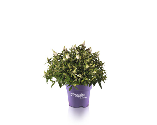 Arbre à papillons FloraSelf Buddleja davidii POQUITO® White h env. 40 cm Co 4,5 l Arbre à papillons en pot