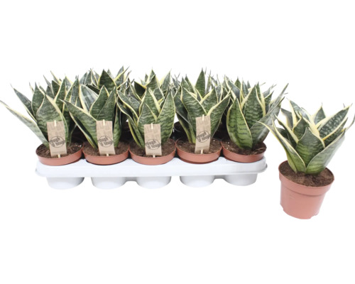 Bogenhanf FloraSelf Sansevieria 'Golden Edge Hahnii' H ca. 20 cm Ø 12 cm Topf Mehrere Bogenhanf Pflanzen in Töpfen auf einem Tablett