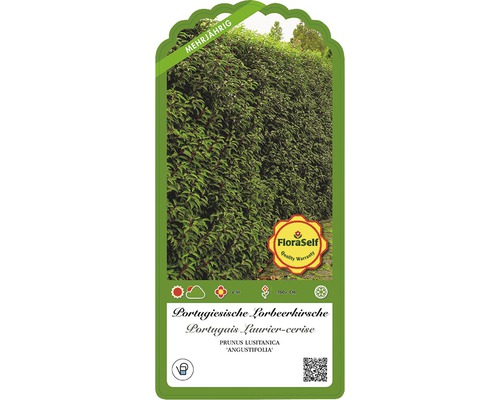 Portugiesische Lorbeerkirsche Pflanze