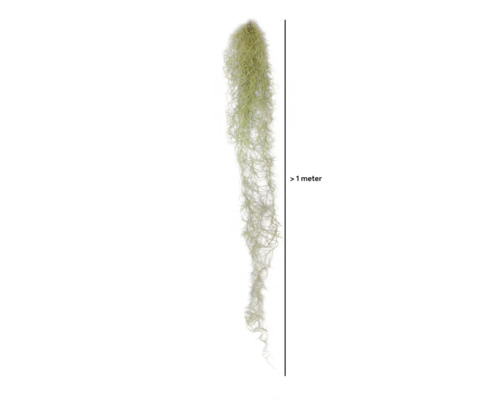 Tillandsie, mousse espagnole Ampel XL FloraSelf Tillandsia usneoides h 80-100 cm