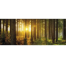 Forêt ensoleillée avec de grands arbres et des sous-bois