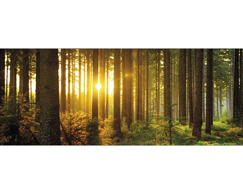 Forêt ensoleillée avec de grands arbres et des sous-bois