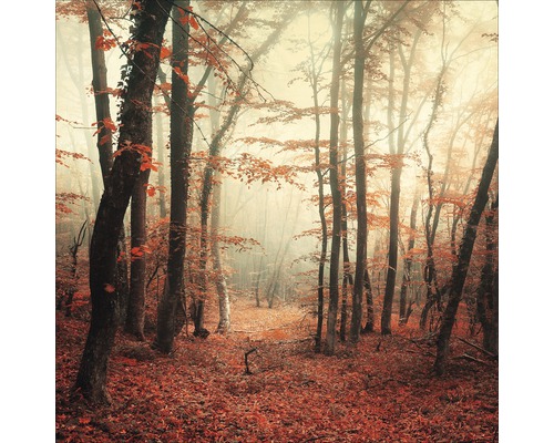 Tableau en verre Mystic Forest I 50x50 cm