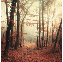 Forêt d''automne avec brouillard épais et feuilles