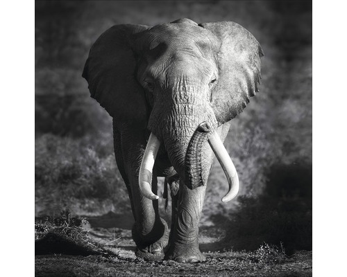 Tableau en verre Grey Elephant Head 20x20 cm