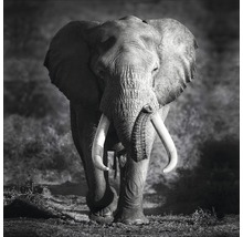 Tableau en verre Grey Elephant Head 80x80 cm