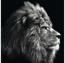Glasbild Grey Lion Head 50x50 cm GLA2031