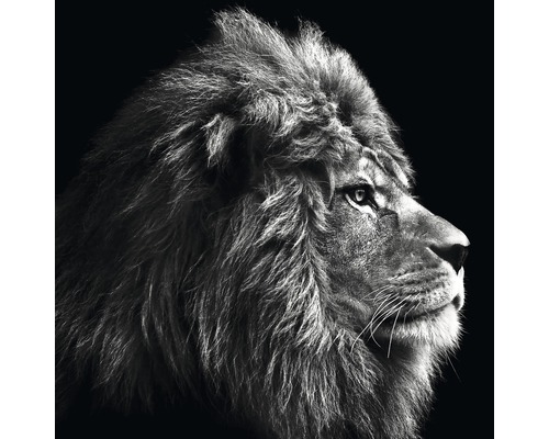 Tableau en verre Grey Lion Head 20x20 cm