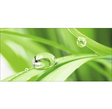 Tautropfen auf einem grünen Blatt