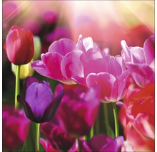Gros plan de fleurs de tulipes