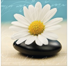Image décorative d''une marguerite sur une pierre