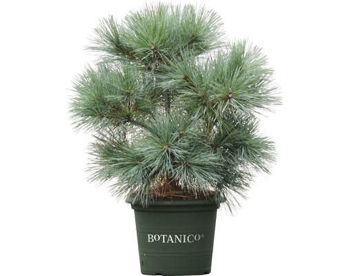 Pin de Weymouth Botanico Pinus strobus 'Radiata' H 50-60 cm Co 10 l