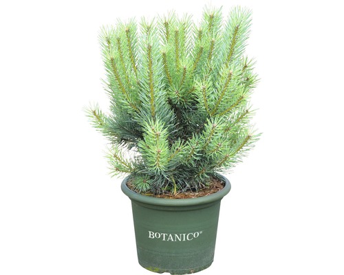 Strauch-Waldkiefer Botanico Pinus sylvestris 'Watereri' H 50-60 cm Co 10 L
