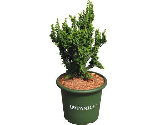 Faux cyprès Hinoki Botanico Chamaecyparis obtusa 'Chirimen' h 20-25 cm co 3,7 l Cyprès en pot pour le jardin