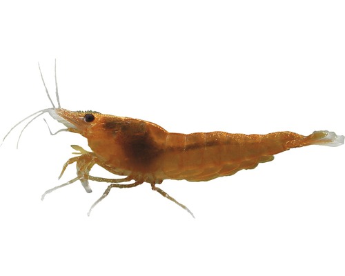 Garnele Zwerggarnele orange - Fire Neocoridina Garnele