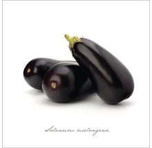 Glasbild Aubergine 20x20 cm GLA399