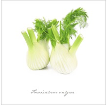 Glasbild Fenchel 20x20 cm GLA400