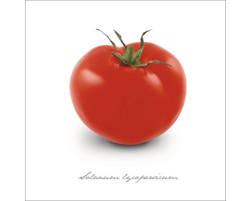 Tableau en verre Tomate 20x20 cm