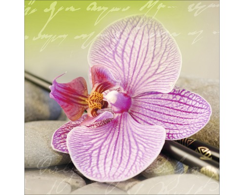 Gros plan d''une fleur d''orchidée rayée violet et blanc sur des pierres