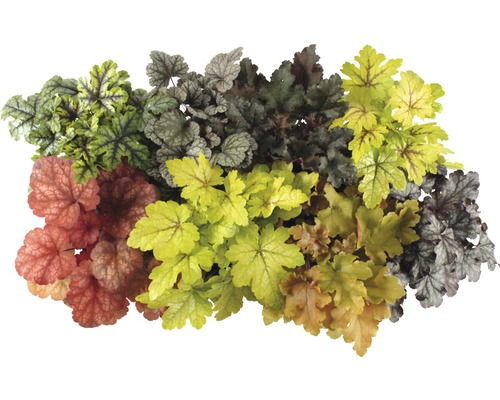 Verschiedene Purpurglöckchen Pflanzen mit Laub