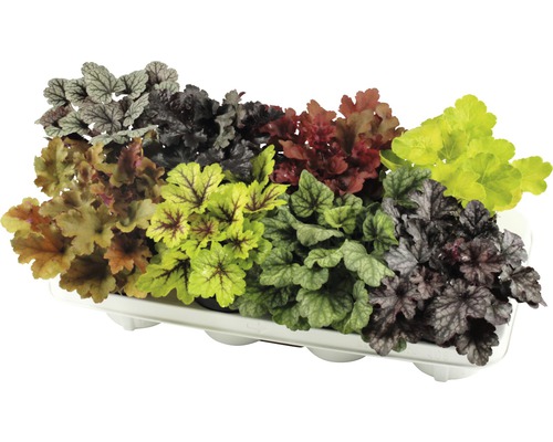 Verschiedene Heuchera Pflanzen in einem Tray