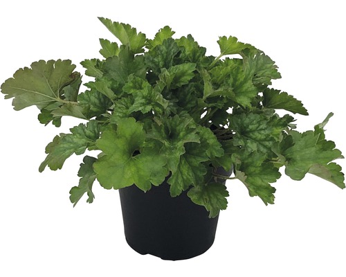 Heuchera Pflanze im Topf