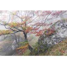 Neblige Landschaft mit Bäumen und Felsen im Herbst