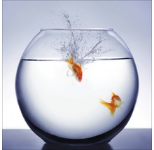 Glas-Aquarium mit zwei Goldfischen, einer springt ins Wasser