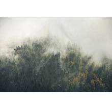 Nebelverhangener Wald mit Nadelbäumen