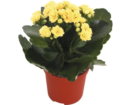Kalanchoé jaune en pot
