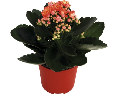 Kalanchoé de Blossfeld orange, jaune FloraSelf Kalanchoe h 15-20 cm pot Ø 7 cm choix de couleurs aléatoire