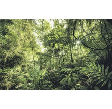 Jungle dense avec une végétation luxuriante et la lumière du soleil