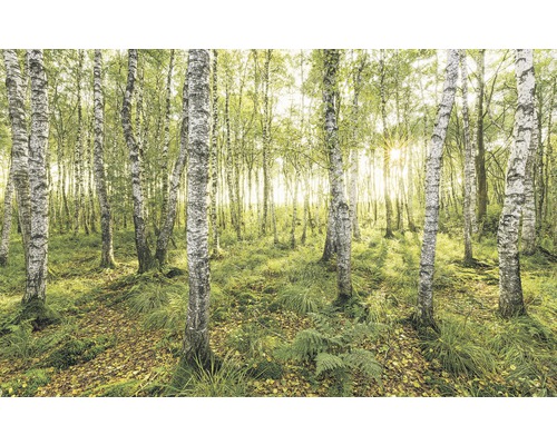 Papier peint panoramique intissé SH043-VD4 Stefan Hefele Ed 1 Birch Trees 4 pces 400 x 250 cm Papier peint panoramique intissé SH043-VD4 Stefan Hefele Ed 1 Birch Trees 4 pces 400 x 250 cm