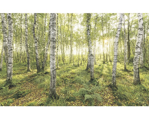 Papier peint panoramique intissé SH043-VD4 Stefan Hefele Ed 1 Birch Trees 4 pces 400 x 250 cm