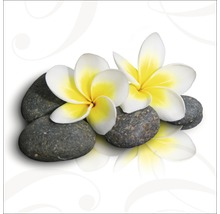Deux fleurs de frangipanier sur des pierres