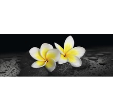 Deux fleurs de frangipanier sur des pierres