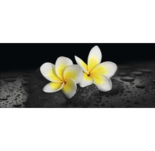 Deux fleurs de frangipanier sur des pierres avec des gouttes d''eau