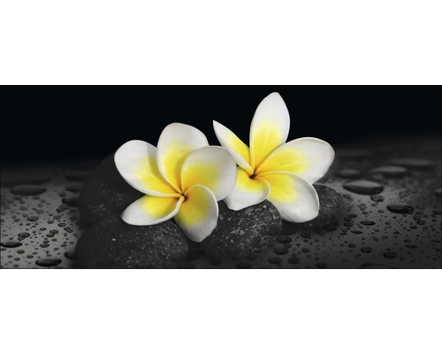 Deux fleurs de frangipanier sur des pierres avec des gouttes d''eau